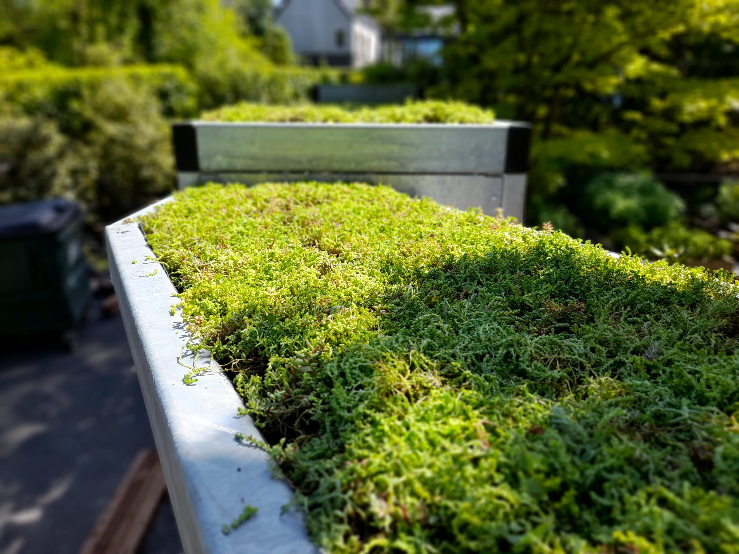 sedum roof