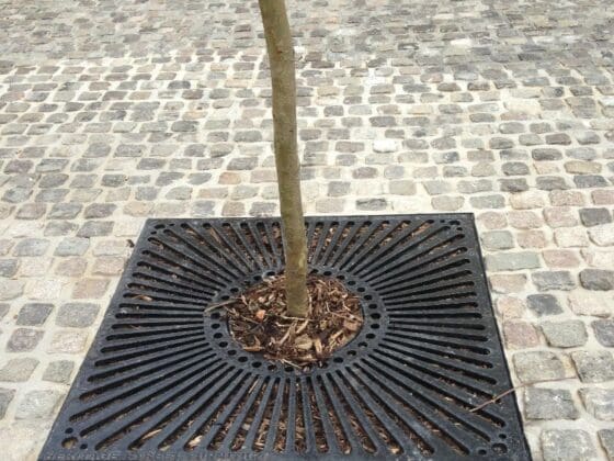 Tree Protection