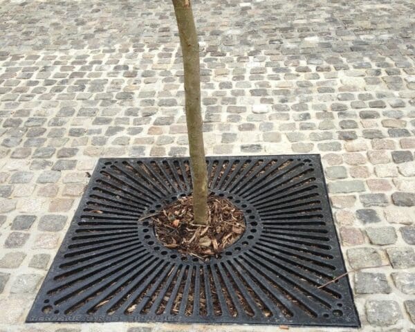 Tree Protection